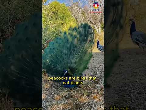 Exploring the World of Peacocks #shorts #shortsvideo #birds