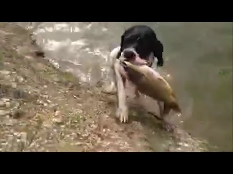 Mars hunting fish