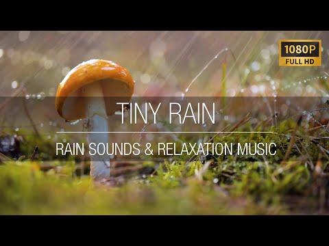 Tiny Rain - Full HD - Rain Sounds & Relaxation Music 🌧️🎶