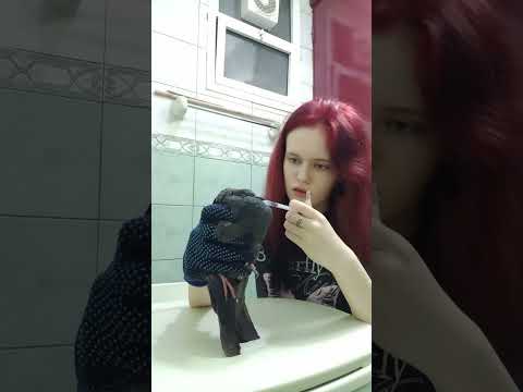 #птицы #голуби #голубь #помощьживотным #помощь