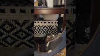 owning cats #understandingcats #funny #pets #cat #catbehaviorist #catproblems #felineantics #animals