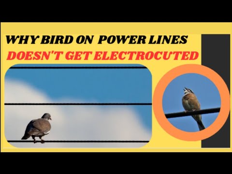 Why bird on power lines doesn't get electrocuted explained in detail.