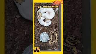 👑 🐍 Don't chase the "fad" genes at unsustainable prices. #ballpython #snkeltd #snake