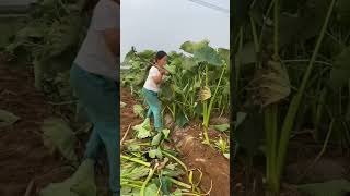 #shorts #agriculture #agritools #farming2024 #AdvanceAgriReactions