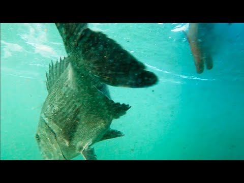 Fishing for WHITE MUSSELCRACKER: A Surprising Success!