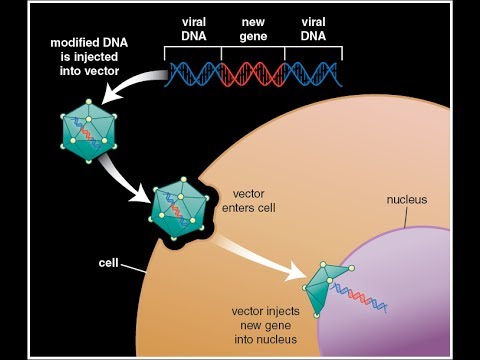 Redesigning the Human Genome