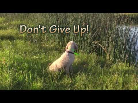 Don't Give Up