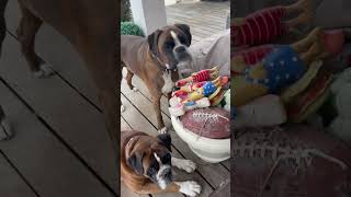 Boxer dogs looking for trouble. Moogli & Ouinnie ! #boxerdog #chiensdrôles #chien