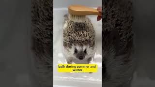 Did you know hedgehogs hibernate in summer?