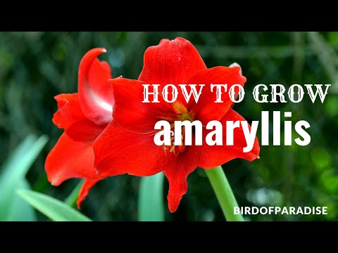 How to Grow Amaryllis Bulbs in Glass Jars |BirdofParadise|