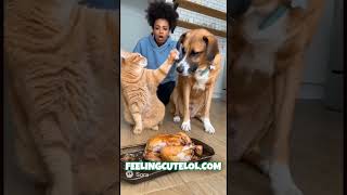 Cat Accuses Dog of Eating Chicken #dogs #doglife #dog #cat #catvideos #catlovers
