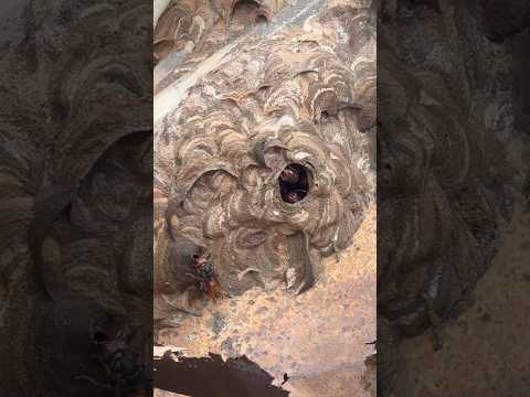 When the Hornet Strikes! 🐝Unexpected Twist While Filming 🎥🔥 #viral #shorts #hornet #bestscenery