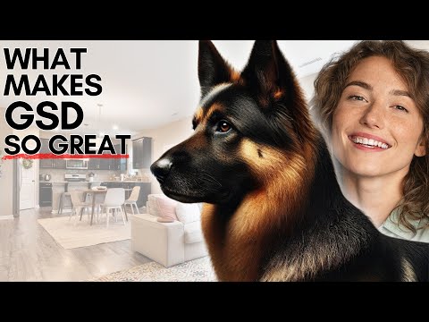Advantages of Choosing a German Shepherd (GSD) - Strength, Loyalty, and Devotion