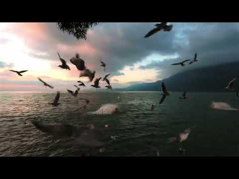 Walking along a Lake during Sunrise in Yunnan China, Watching Seagulls