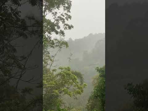 Rain forest relaxing sounds for power nap