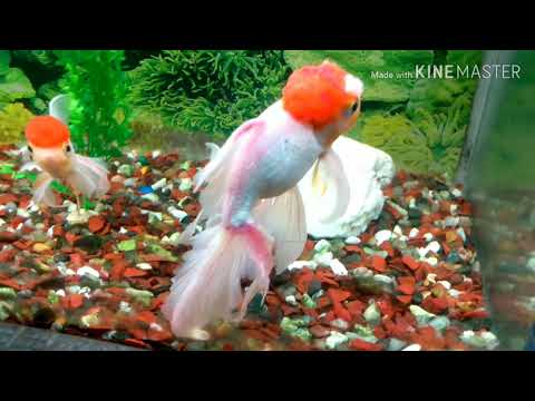 Me in Patna aquarium । #fish #video