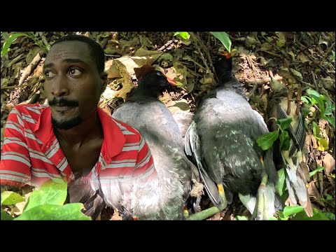 This is how to hunt wild ducks in Jamaica catch and cook