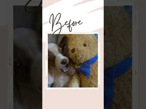 Debby's Incredible Transformation 🐾
