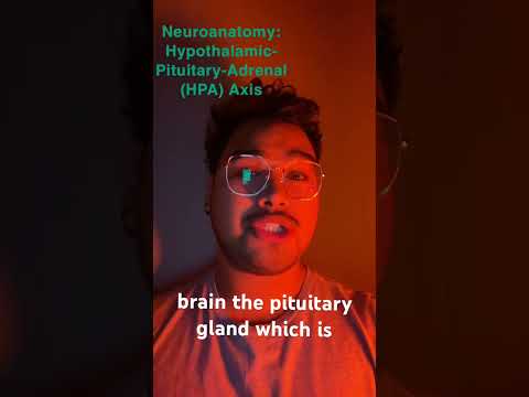 Neuroanatomy: Hypothalamic-Pituitary-Adrenal (HPA) Axis Stress, Balance, Energy, Immune #psychology