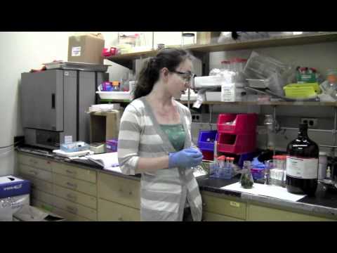 Juice from Juice Biology Chromatography Lab 1 Set Up