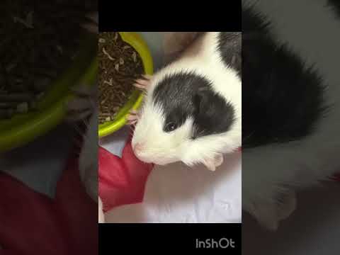 Peggy Munching On Pellets (Edit)
