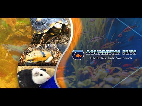 Aquariums Plus in Greenwood