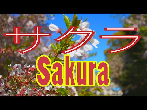 Acou - Sakura 桜 in Tokyo 東京 - Atmospheric Hip Hop Chill Beat