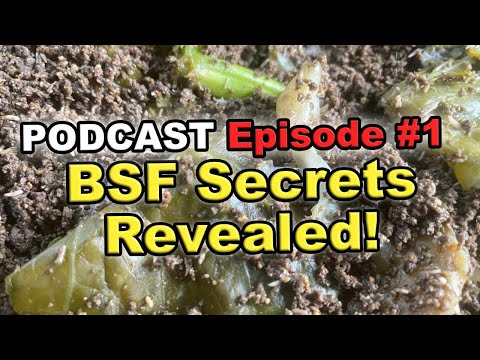 BSF Growth Hacks Podcast   Faster Results, Less Waste