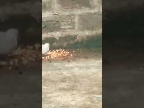 #Shortvideo