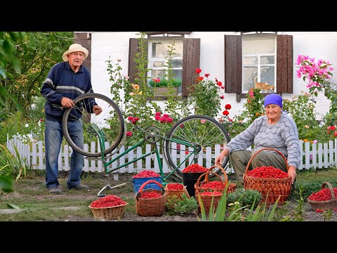 75-year-old grandfather and 70-year-old grandmother Simple life in the village: raspberry picking