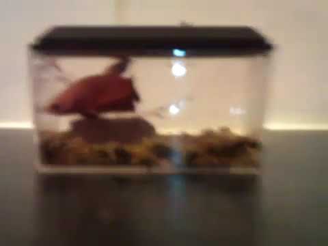 Worlds Smallest Fish Tank (re-upload)