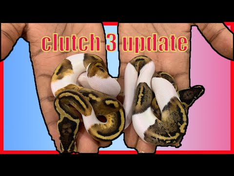 CLUTCH 3 of the 2022 ball python season update *(bad odds)*