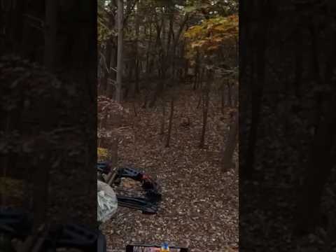 Buck at 30 yards! #deerhunting #archery #shorts #deer #hunting