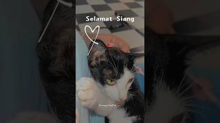KUCING CANTIK KASIH SEMANGAT#shorts #cat #kucingaktif #kucinglucu #kucingpoi #semangat #makan #siang