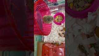 Morning exercise - Play Time- it’s very cute when you have them #shorts #hamster #pets