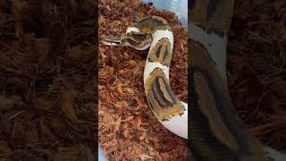 Pied #sincereexotics #piedballpython #pied #snakes