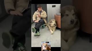 Vidéos d'animaux drôles 2022 😂 - Vidéos de chiens et de chats les plus drôles 😺😍 - Compilation