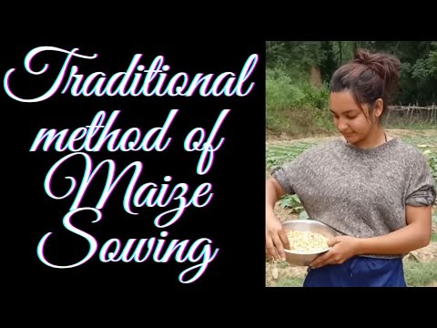 Maize Sowing With The Help Of Hoe or Traditional Method Of Maize Sowing 🌾
