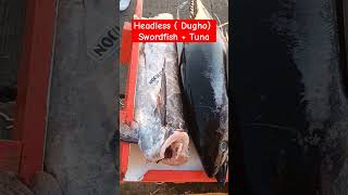 Swordfish #gensancity #sox #gensantunafestival #yellowfintuna #highlights #youtubeshorts