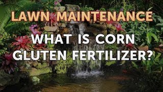 What Is Corn Gluten Fertilizer?