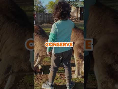 Mind-Blowing Kangaroo Facts in 60 Seconds! 🦘 #Shorts