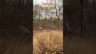 Tigress with 2 Cubs #panna #wildlife #pannanationalpark #tiger #bengaltiger #jungle