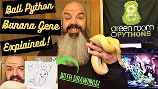 Banana Ball Python Genetics