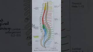 Spinal Segments Is Important #shorts #activelearning #viral