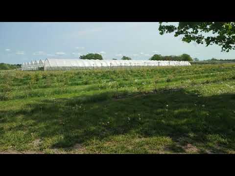 Growing strawberries in 4k