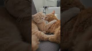 Just hold me #cat #catvideos
