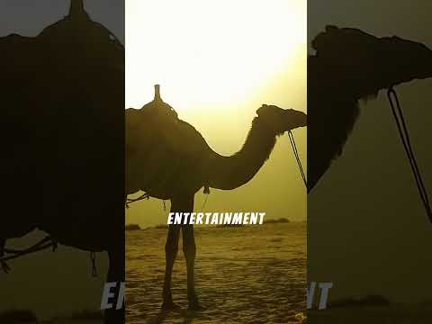 MUST-DO THINGS IN DUBAI!  #thingstodo #travel #dubai #uae