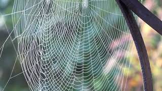Web magic