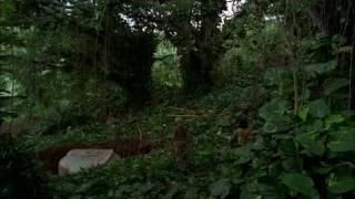 LOST season 1 Recap