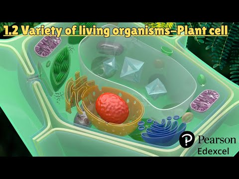 1.2 Variety of living organisms-Plant Cell #edexcelbiology
